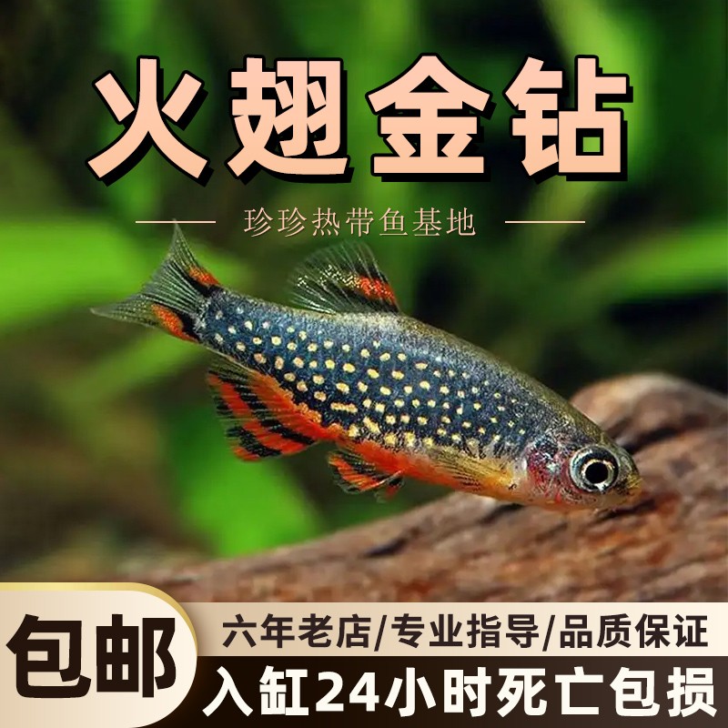 火翅金钻灯科观赏鱼银河斑马小型淡水热带鱼活体群游草缸混养