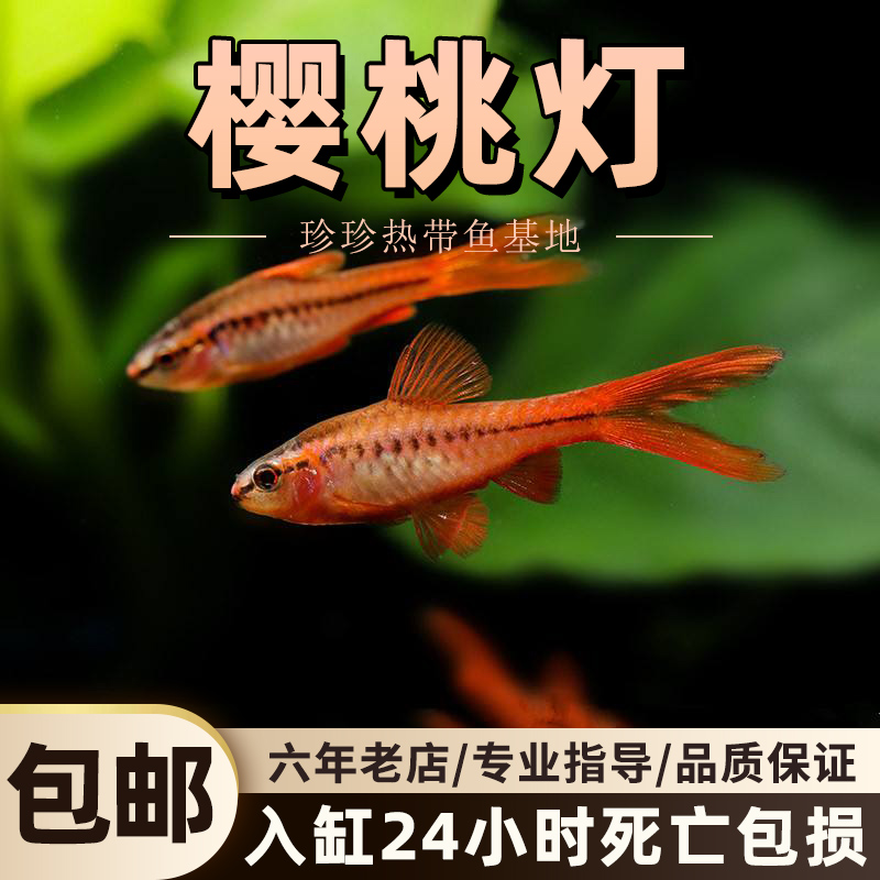 长尾樱桃灯鱼超红樱桃灯鱼樱桃灯鱼玫瑰灯鱼草缸小型热带观赏鱼