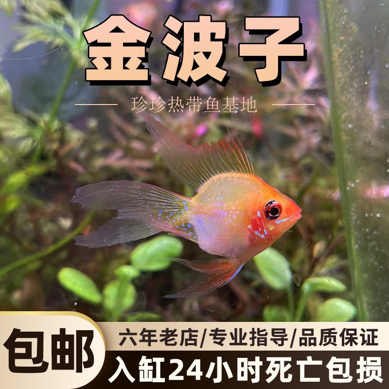 桃心长尾金波子鱼蓝波子鱼短鲷鱼热带观赏鱼荷兰凤凰球小型淡水鱼
