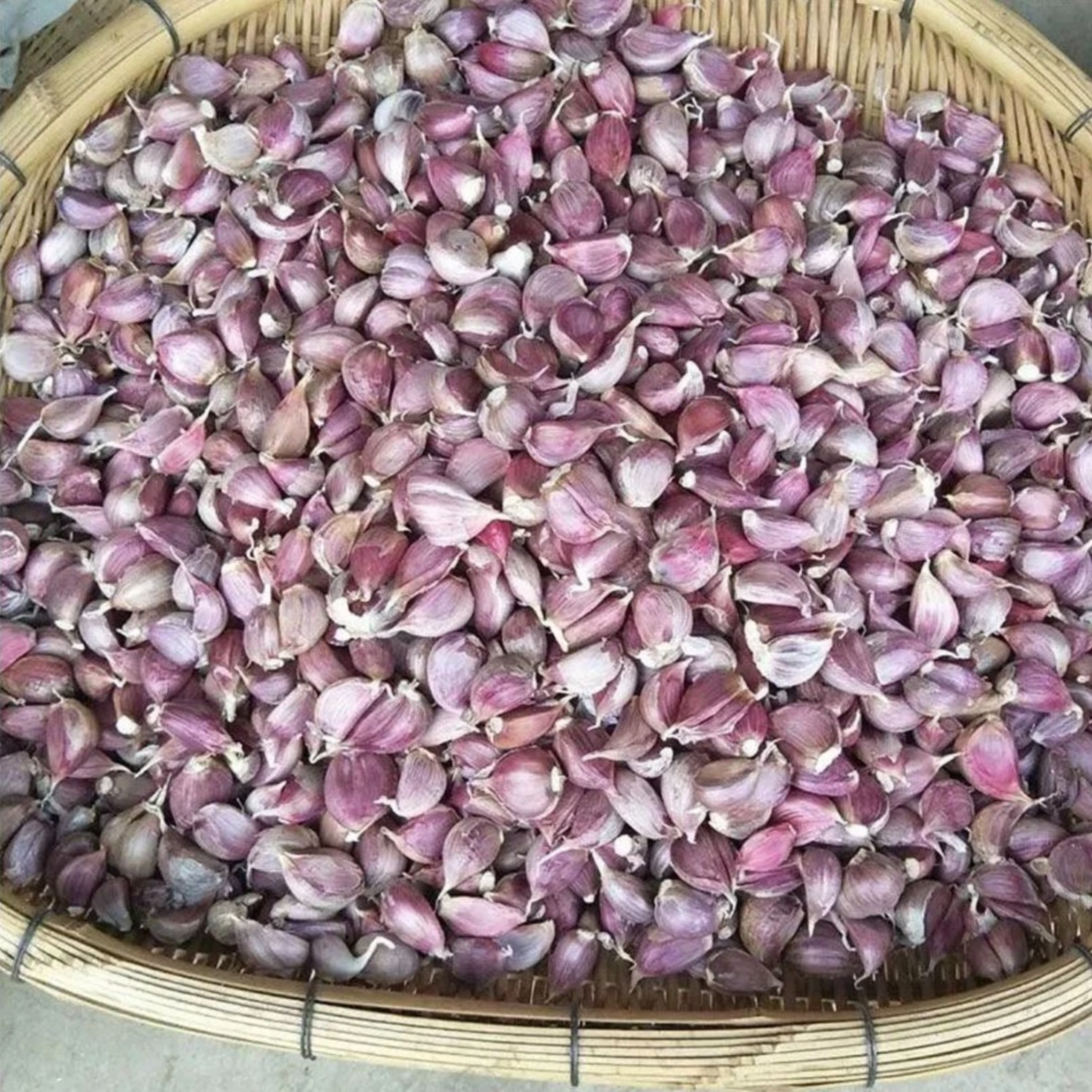 今年晒干贵州紫皮蒜红皮香蒜优质干大蒜头批发大蒜种子紫皮大蒜