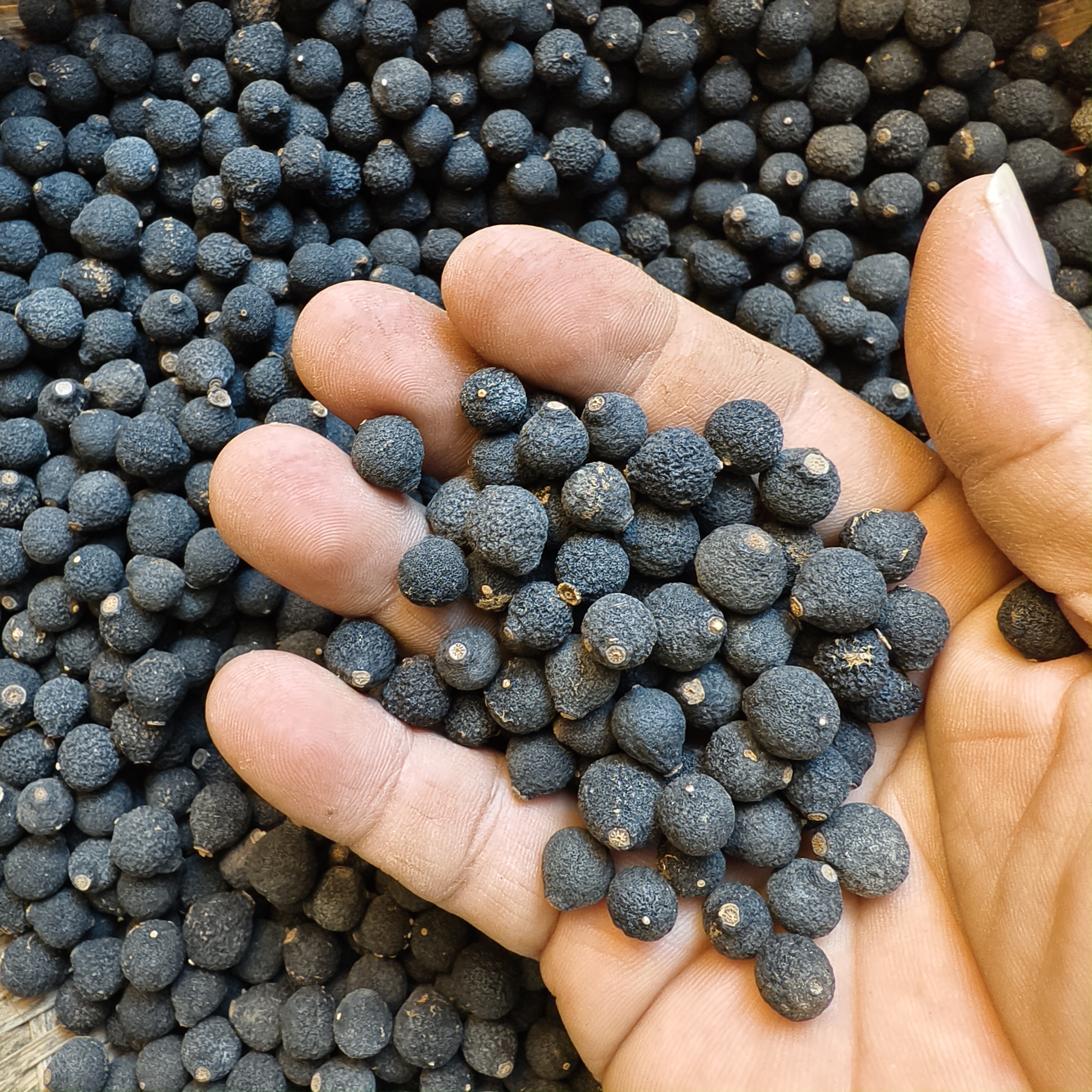 真实年份2018正宗大礼乐小东甲柑胎