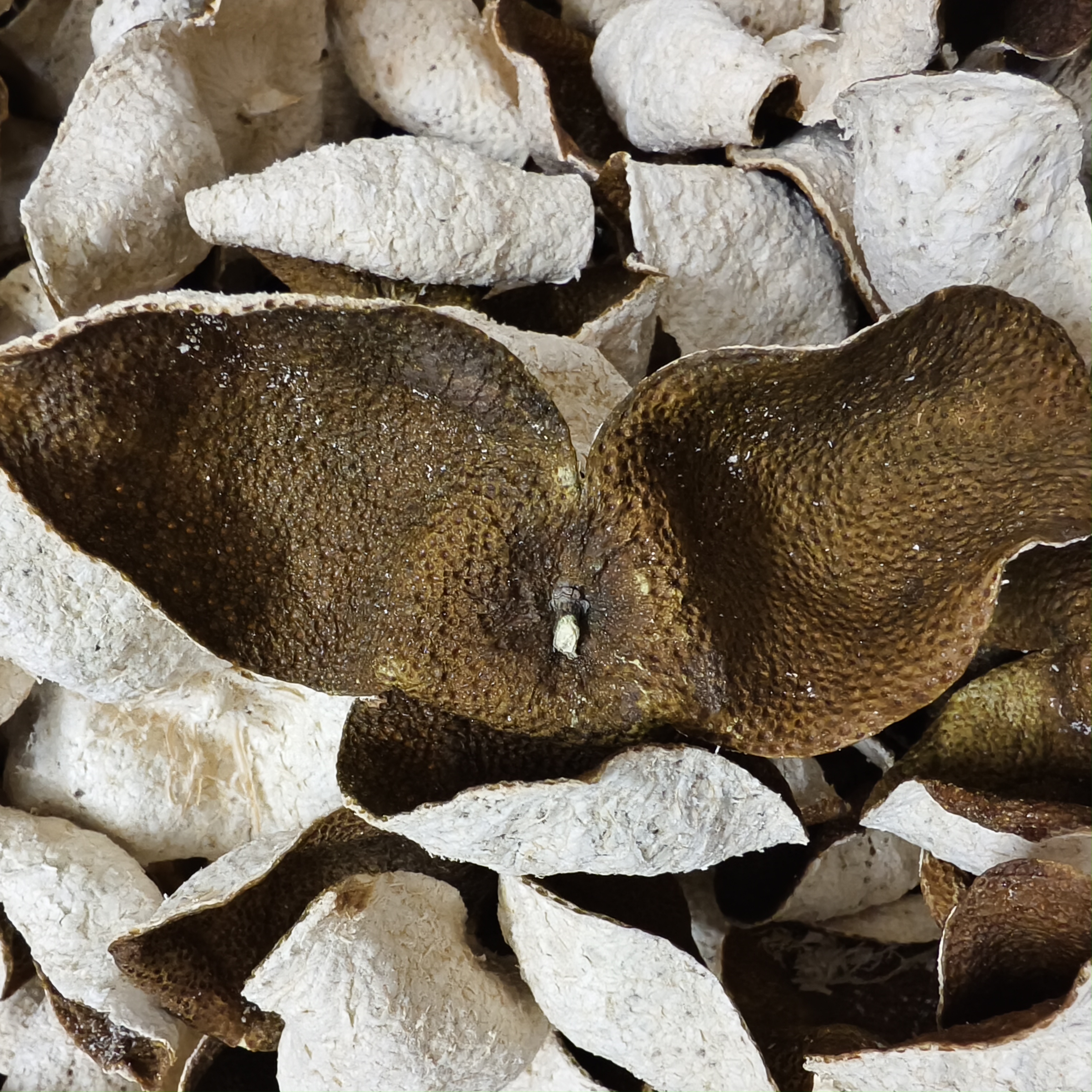 2022新会陈皮大礼乐小东甲驳枝二红皮香气十足