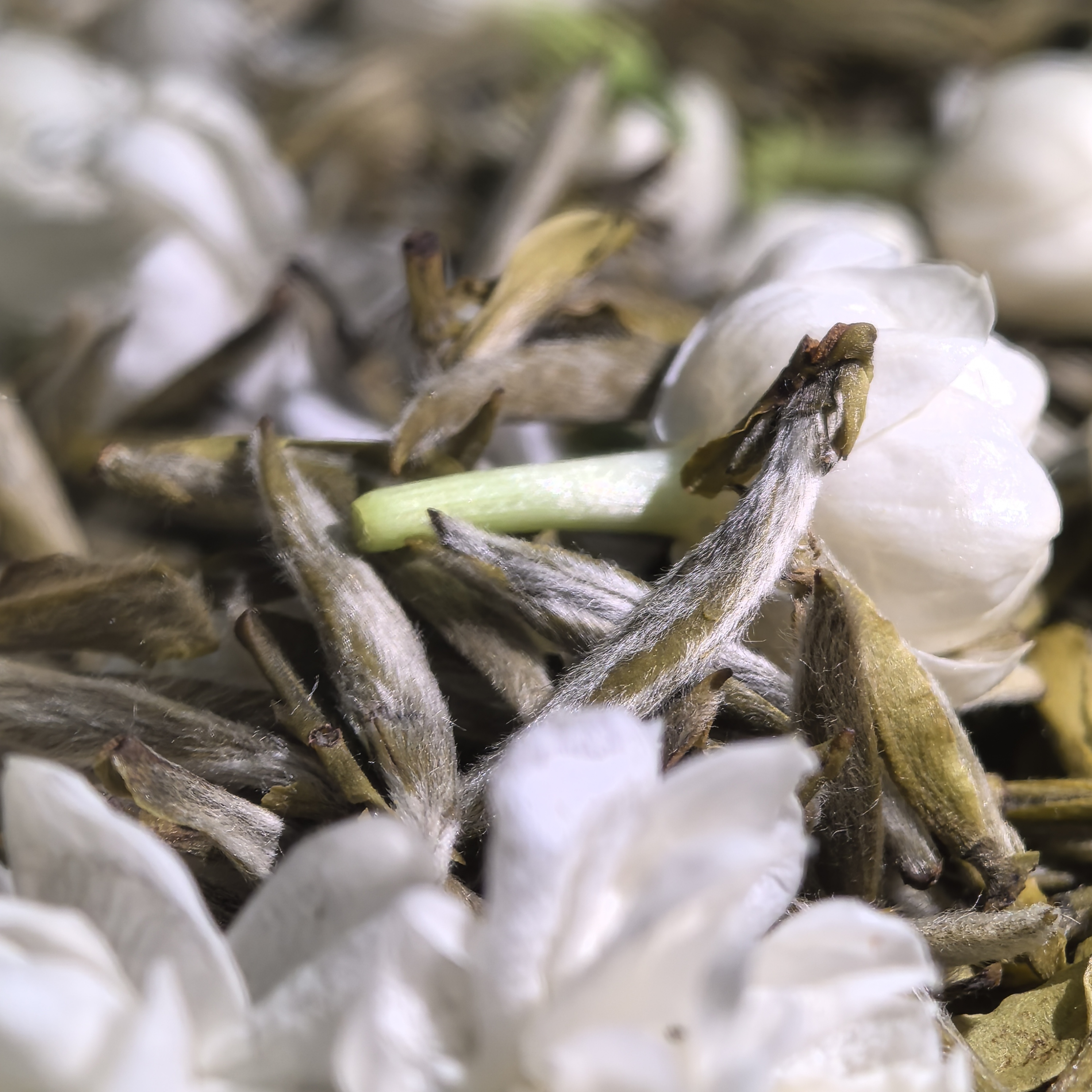 Xian Jing/娴静茉莉金针王广西横县茉莉花茶花香浓郁甘甜十窨罐装