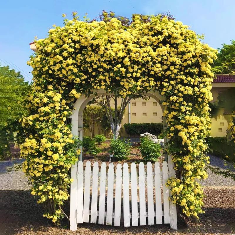 慕匠红木香花苗爬藤植物甜蜜黄白木香花树苗庭院四季开花大苗盆栽