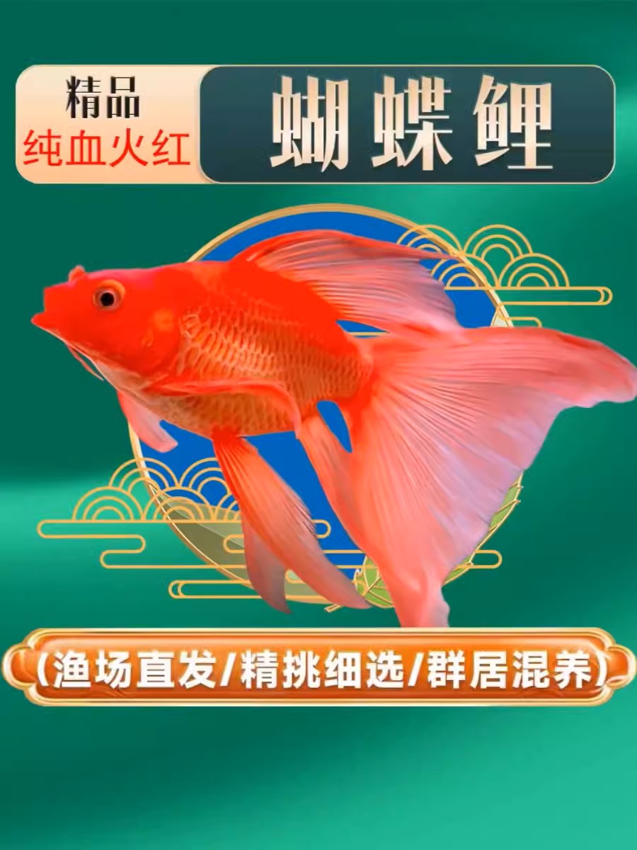 蝴蝶鲤鱼赛级红短18-21公分胭脂红饲养混养发货好养养鱼渔场小型
