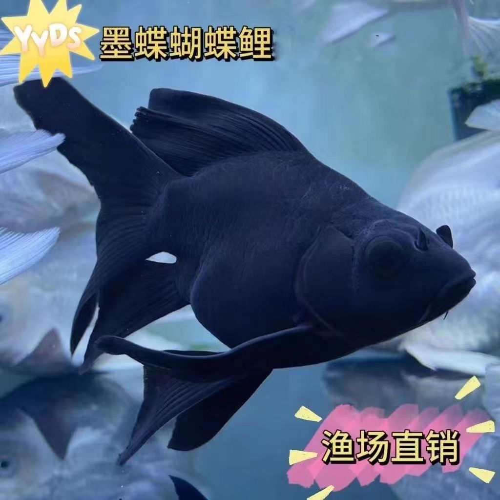 蝴蝶鲤鱼黑16-18公分黑墨饲养混养发货好养养鱼 自家渔场黑鱼