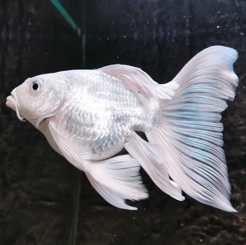 蝴蝶鲤鱼 CCCC直播间专属链接拍下备注规格数量尺寸