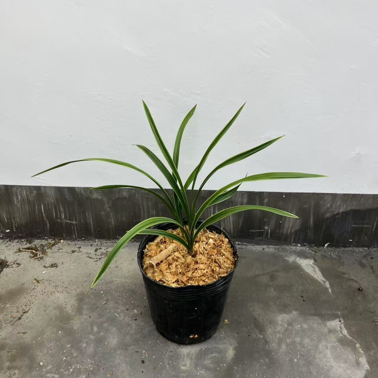 春兰 建兰寒兰直播间一物一拍