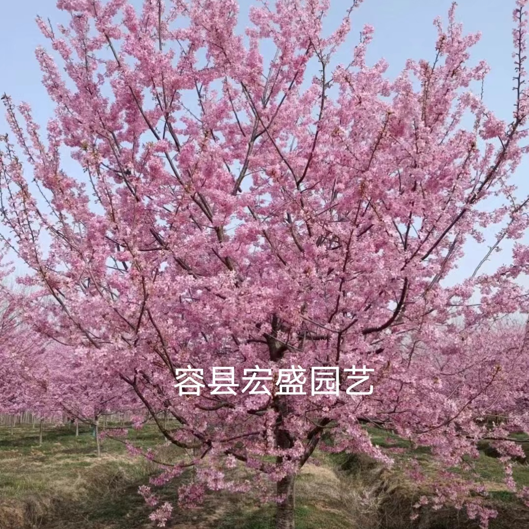 樱花南方樱花开花树苗耐寒耐高温庭院景区花海造景