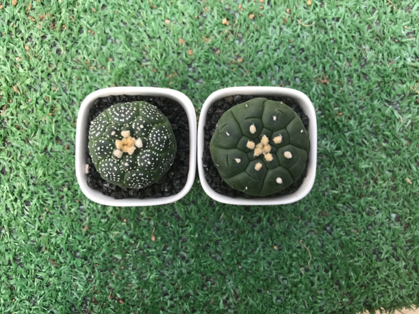 实生琉璃龟甲兜加超兜龟甲兜