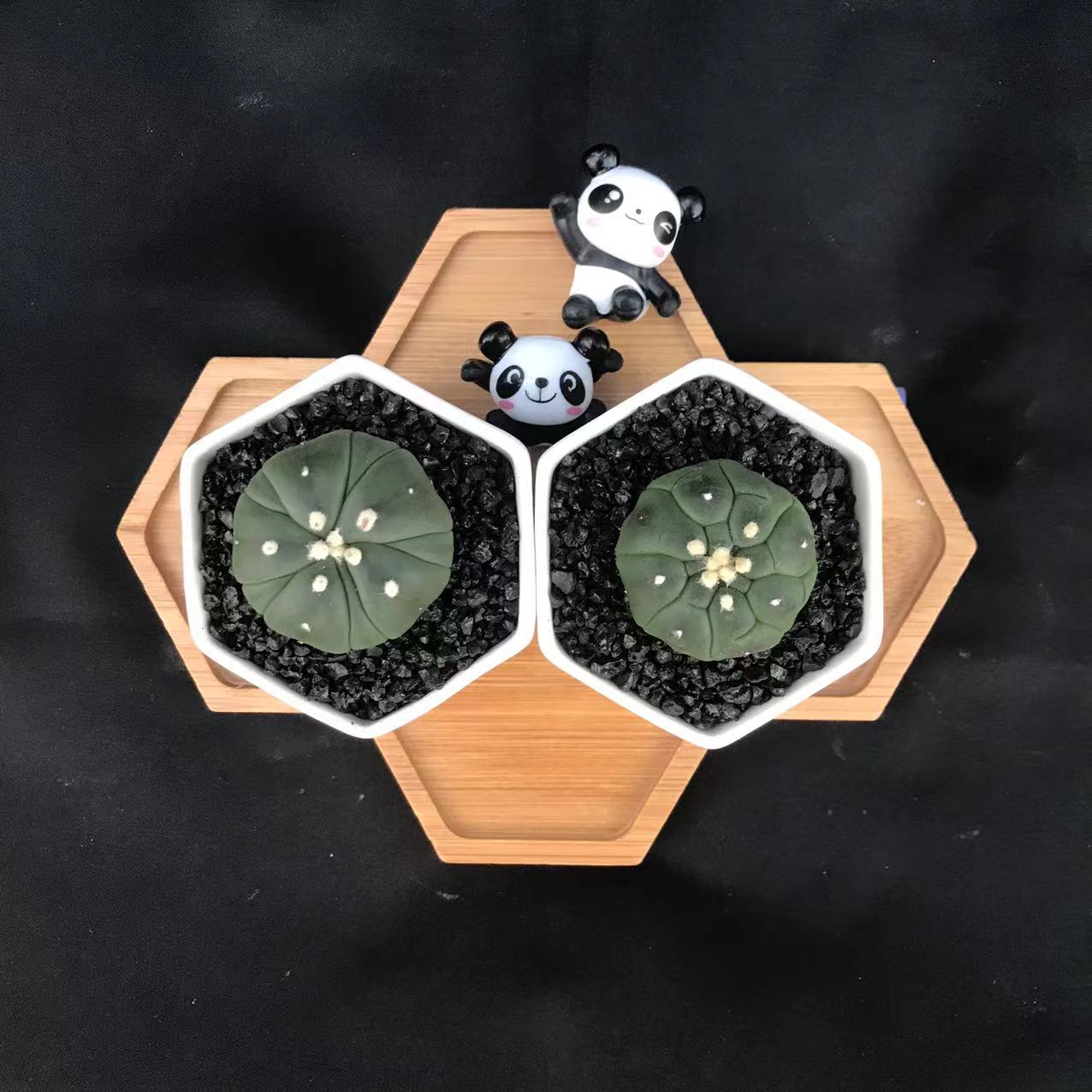 基地直发高端高颜值无刺仙人球实生龟甲兜加5楞复楞兜2颗装