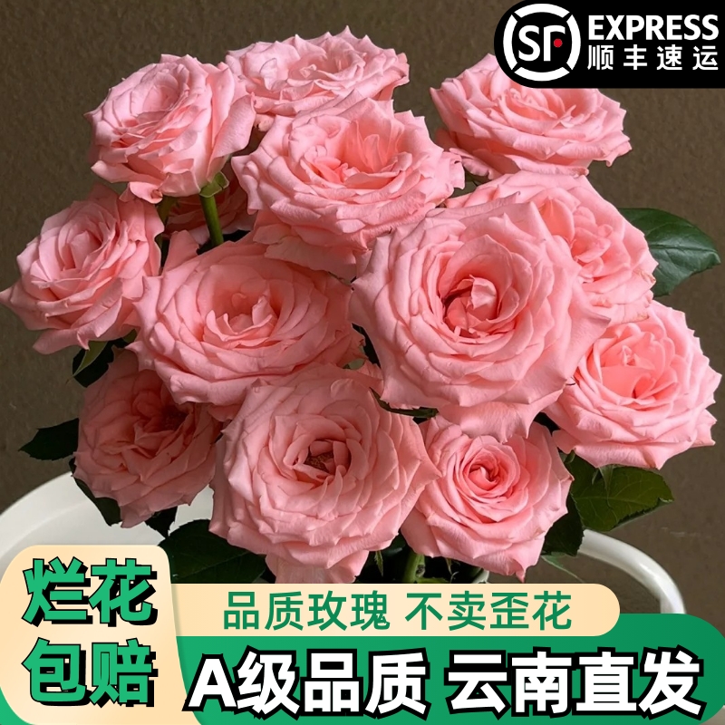 A【戴安娜】粉色玫瑰鲜花朵插花束鲜切花卉云南基地纯正裸粉】顺丰