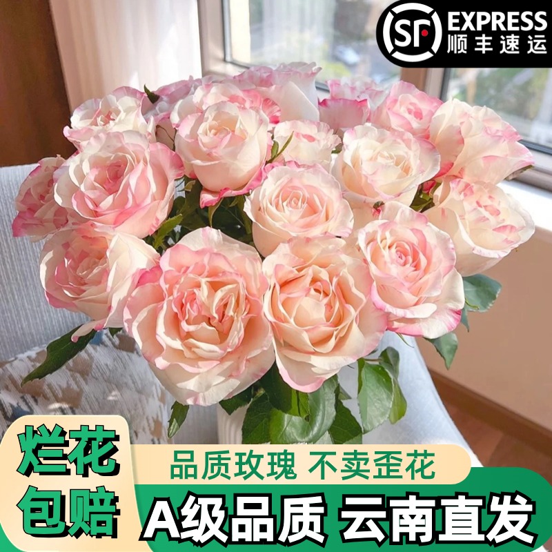 A【霓裳】玫瑰鲜花朵插花束鲜切花卉云南基地「稀有】专用顺丰双色