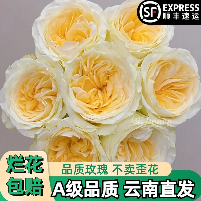 A【奶油杯】黄色玫瑰鲜花朵插花束鲜切花卉云南基地「奥斯丁】顺丰