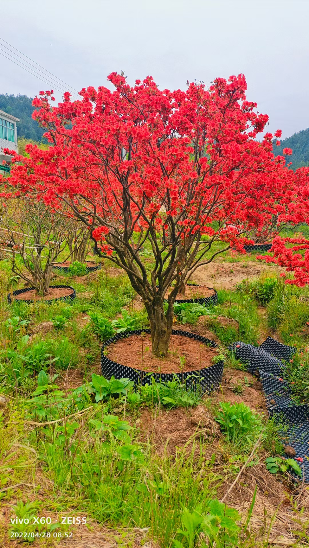 大别山腹地映山红花卉先花后叶品种