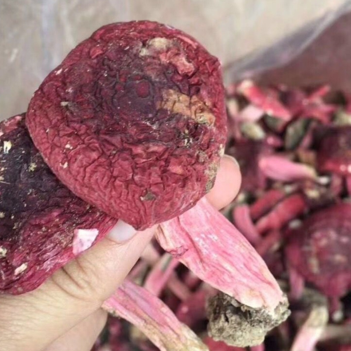 红菇菇头福建蓝底灰肉正红菇菇头菇高品质2025年新菇