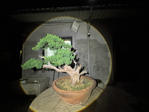 黑松，真柏，各种老桩盆景