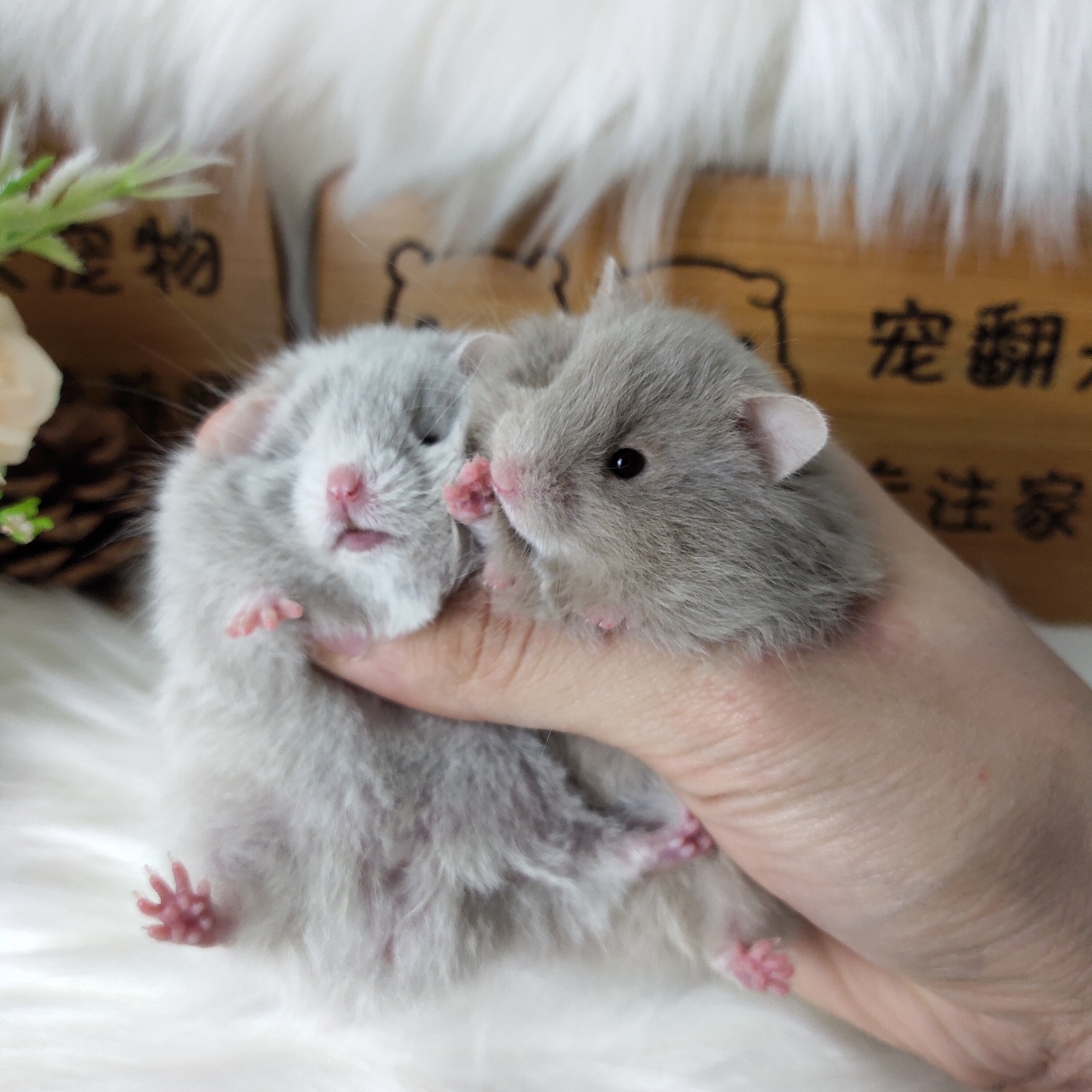 长毛仓鼠金丝熊活体宠物可爱好上手波利金丝熊活体长毛卷毛仓鼠