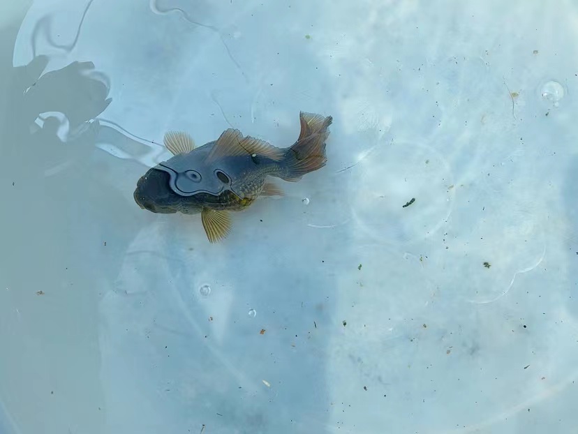 观赏鱼兰寿泰狮锦鲤多样性发以实际展示为准直接拍下不发