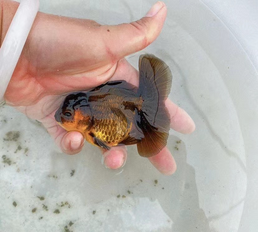 观赏鱼泰狮兰寿锦鲤多样性发以实际展示为准直接拍下不发