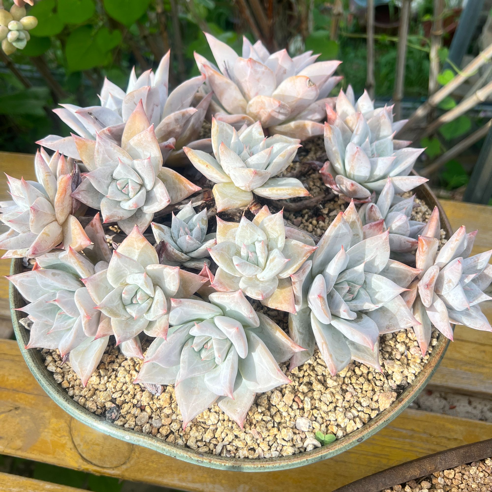 精品多肉专拍，一物一拍链接