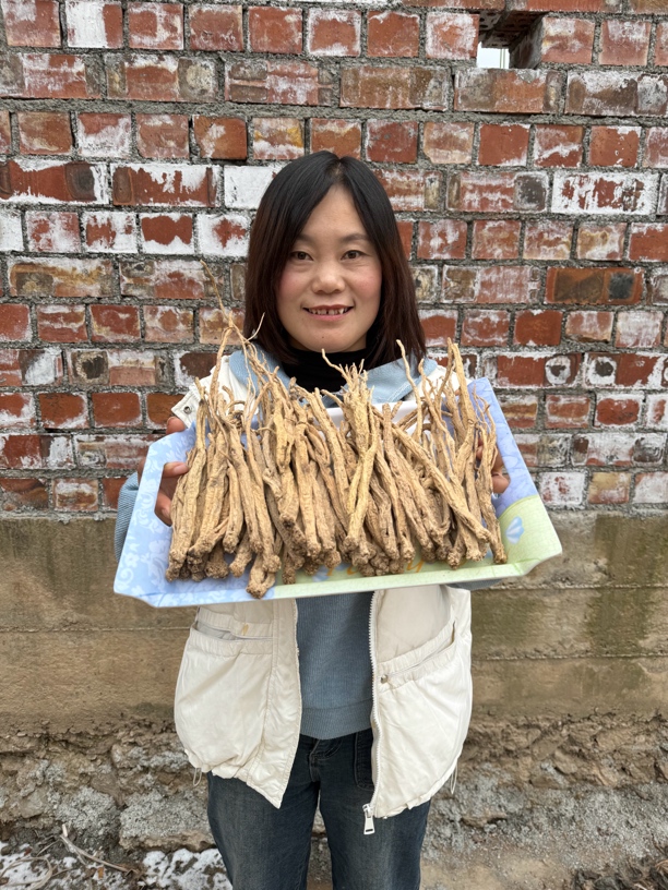 老党参10年 甘肃岷县深山老林人工采挖