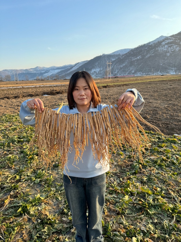 党参种植原条 原产地发货