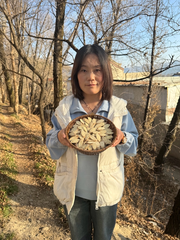 种植黄芪大片 主根切片