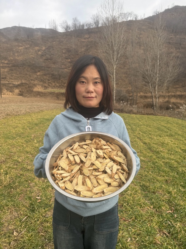野黄芪 甘肃岷县深山老林人工采挖多年生