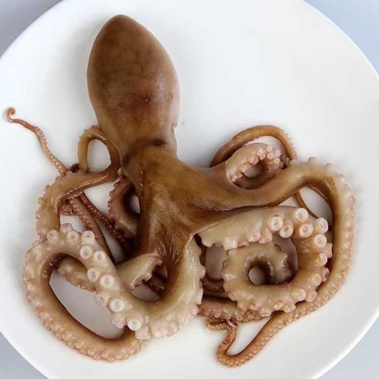 长腿八爪鱼 渤海湾黄骅南排河新鲜长腿八带八爪鱼不泡淡水 