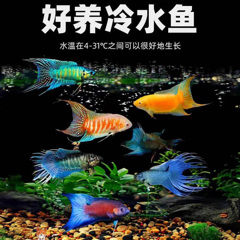 中国斗鱼无纹蓝蓝叉巨普白兔观赏鱼免打氧免加温