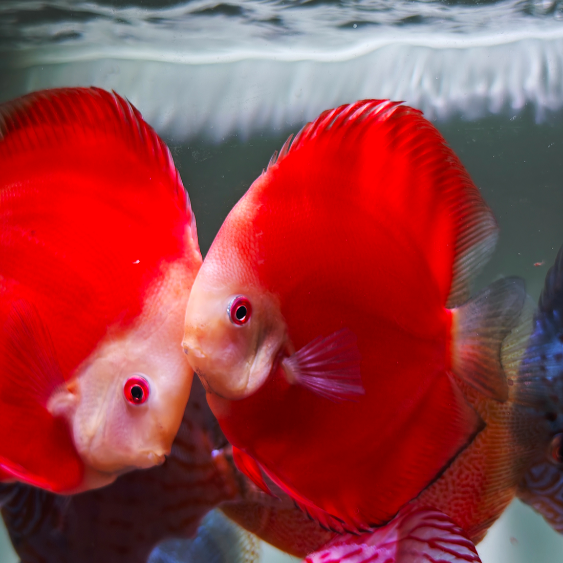 【两条起拍】热带观赏七彩神仙鱼之王红妃鸽子等精品水族饲养活体