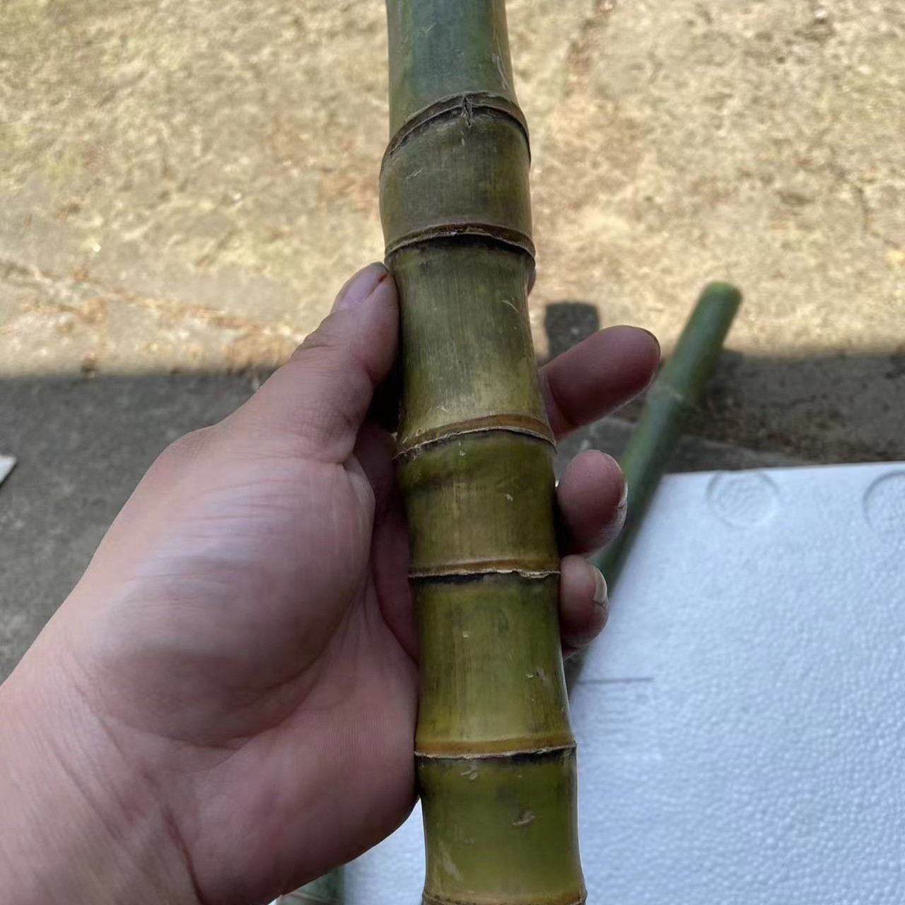 实心玉竹。。奋斗。手把件。手持