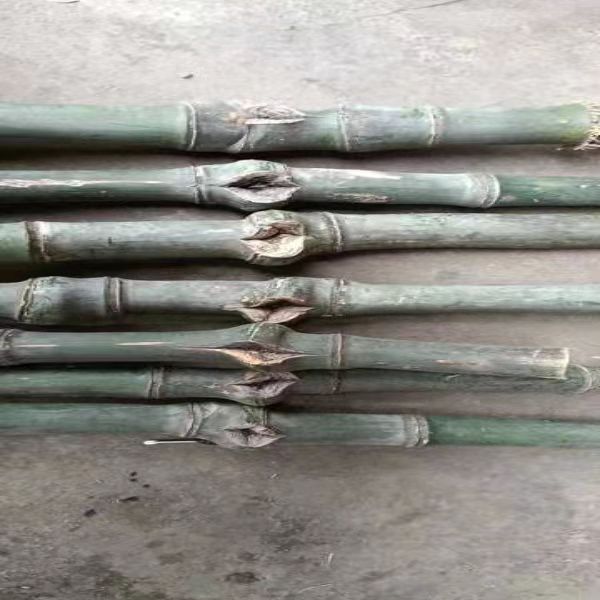 实心竹原产地售卖及介绍