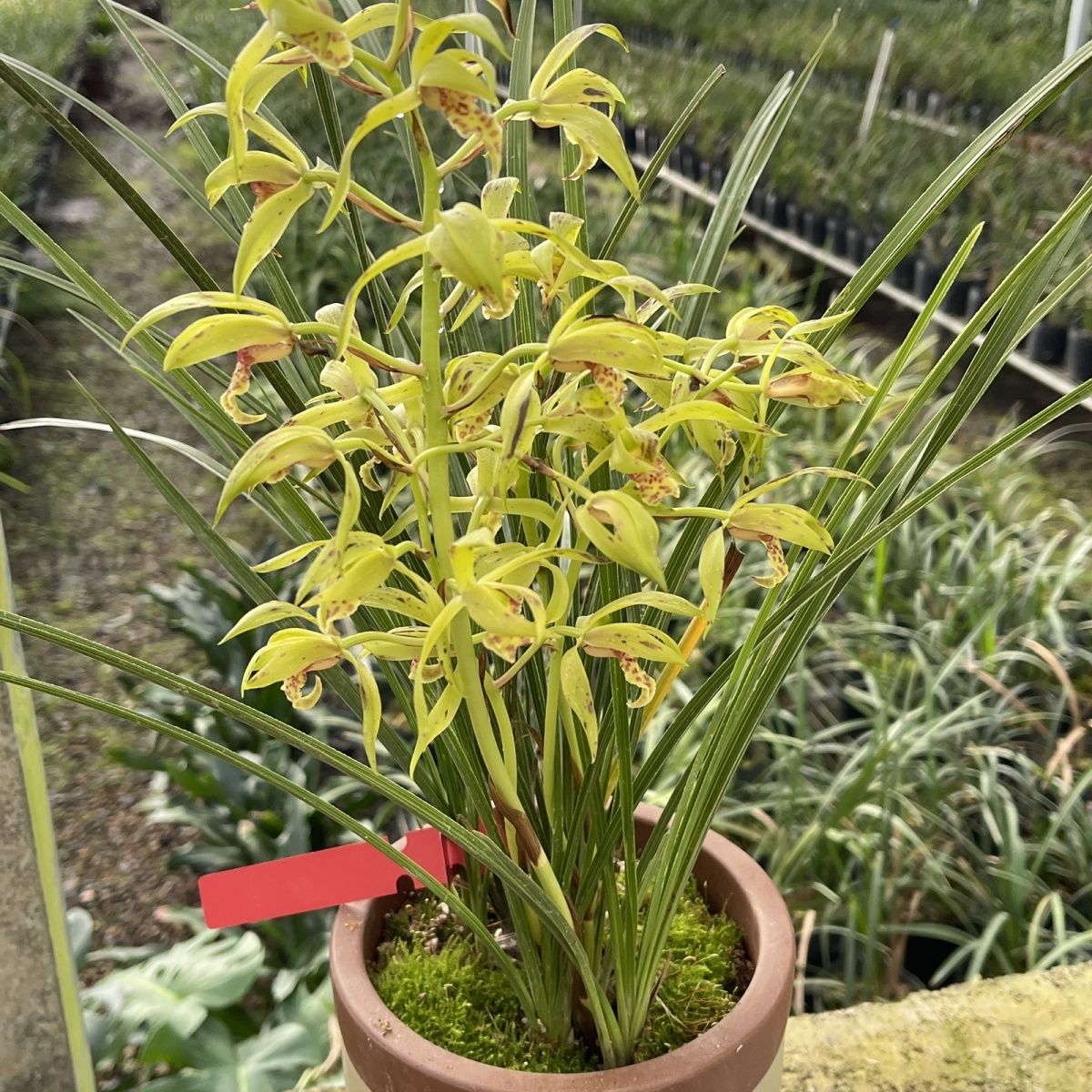 兰花适应能力强 服盆快易开花
