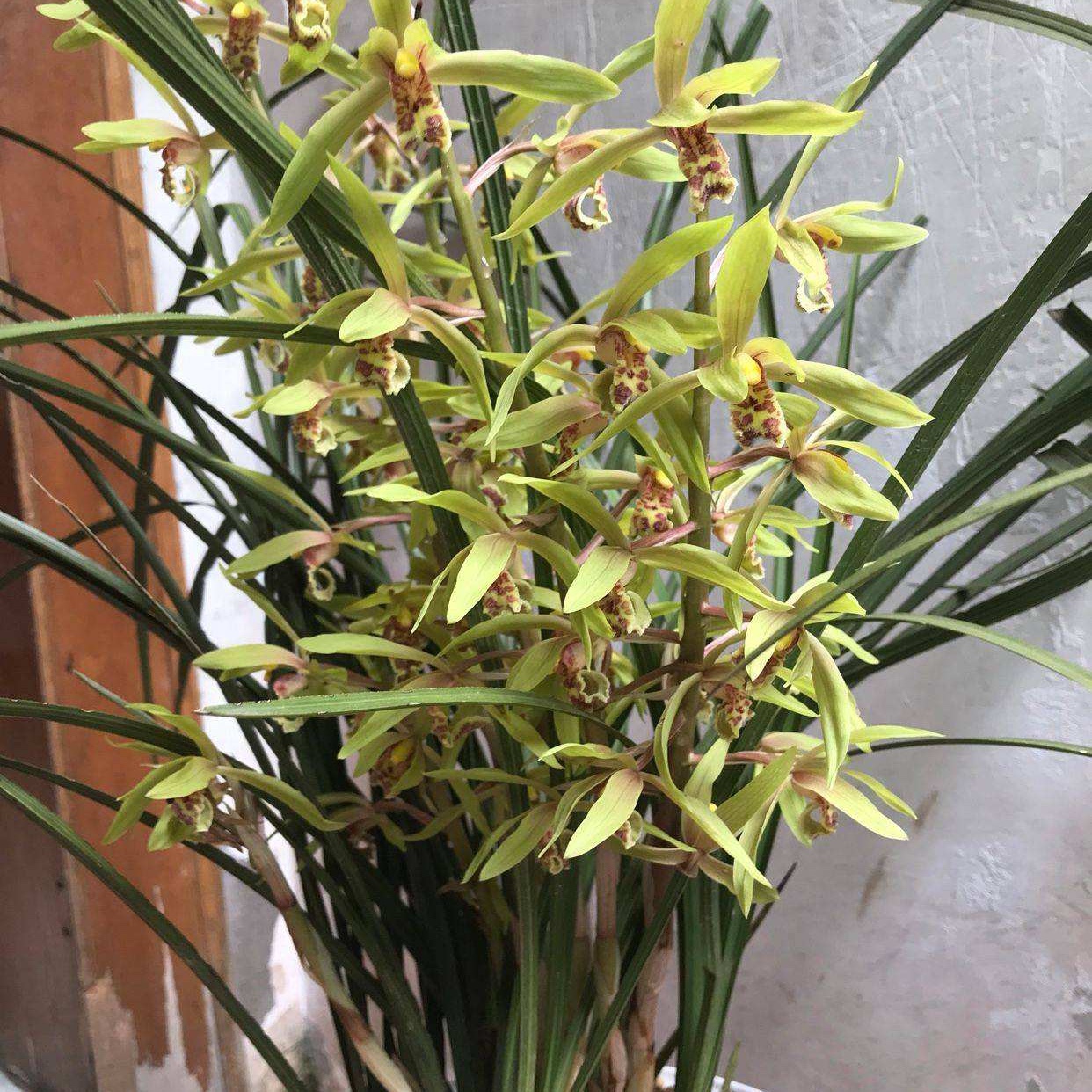 兰花香味浓郁，观花赏叶