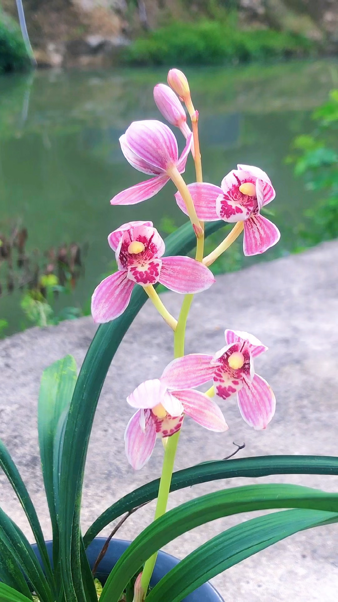 兰花香味浓郁，观花赏苗，四季长青