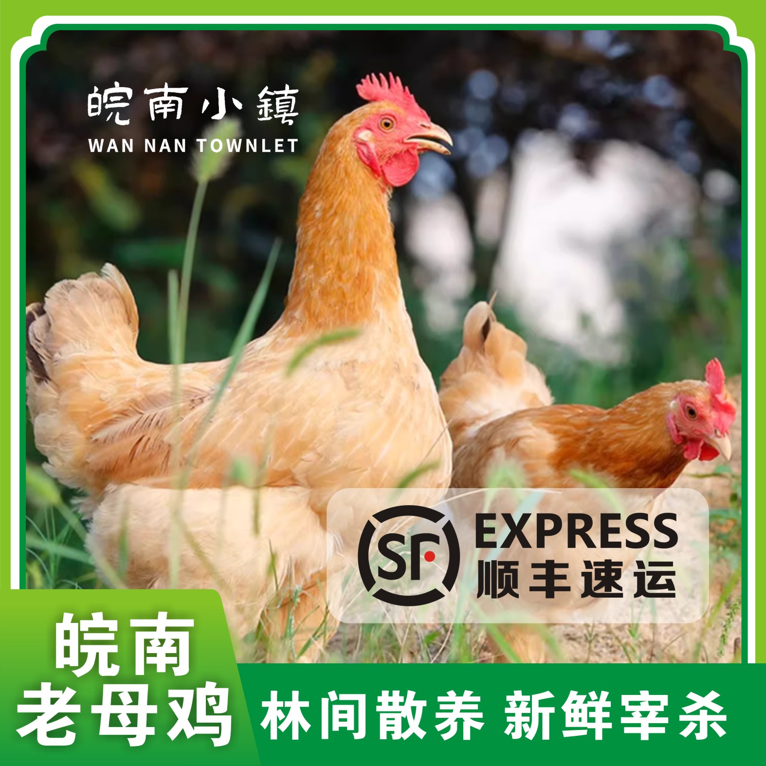 皖南小镇土鸡高山散养正宗老母鸡草鸡孕妇月子鸡现抓现杀整鸡顺丰