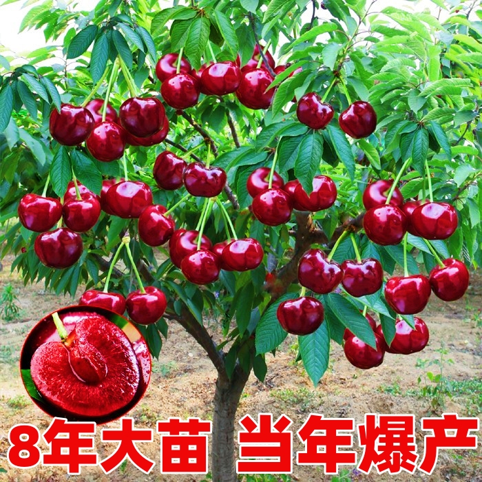 特大矮化车厘子树苗大樱桃树樱桃苗果树果苗南方北方种植盆栽地栽