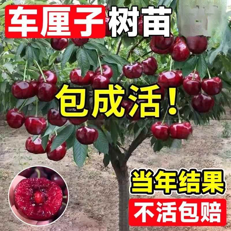 5年苗买一送一】车厘子树苗樱桃树苗南北方种植特大果树苗当年结果