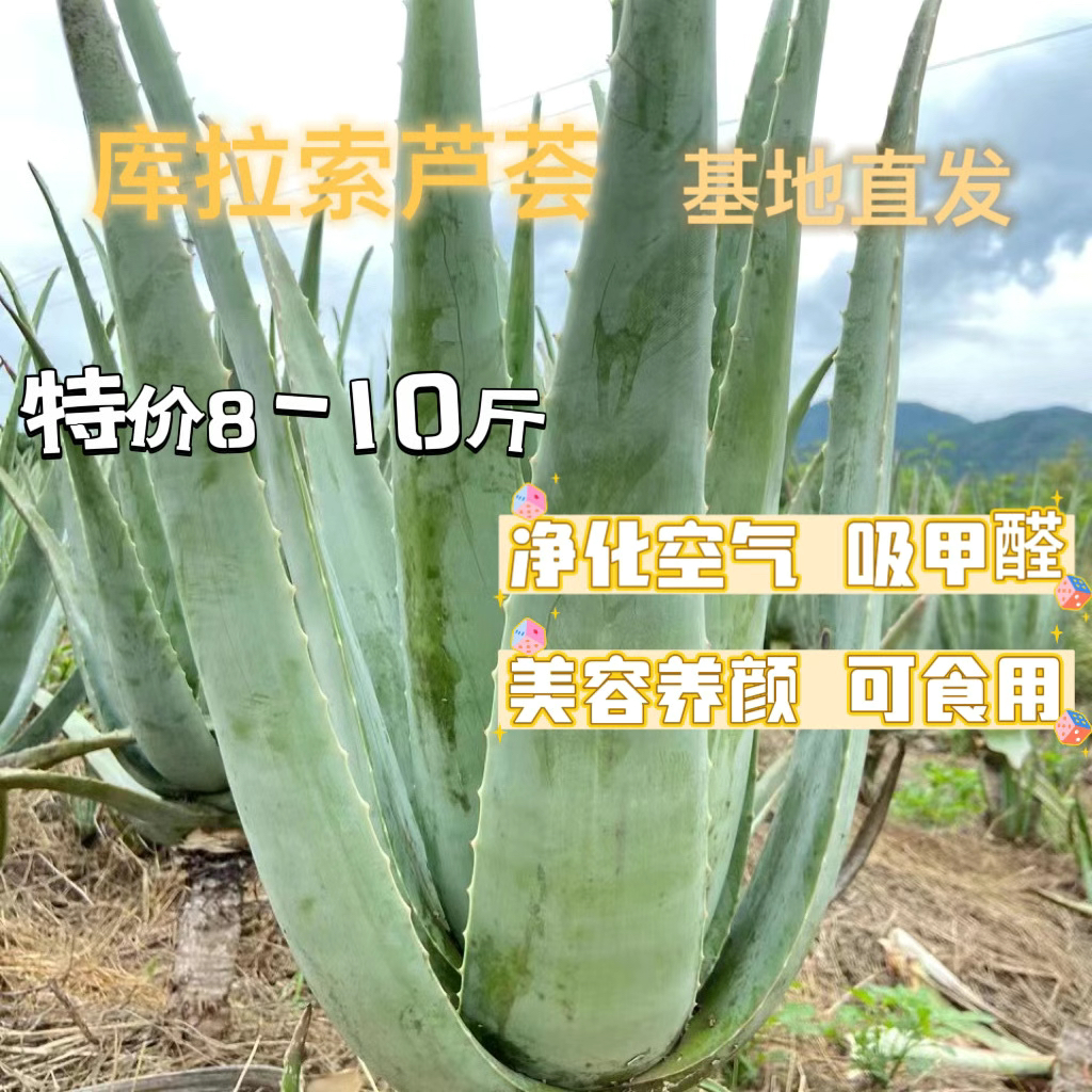 云南特价库拉索美容灌肤芦荟绿植纯天然种植可食用盆栽净化空气