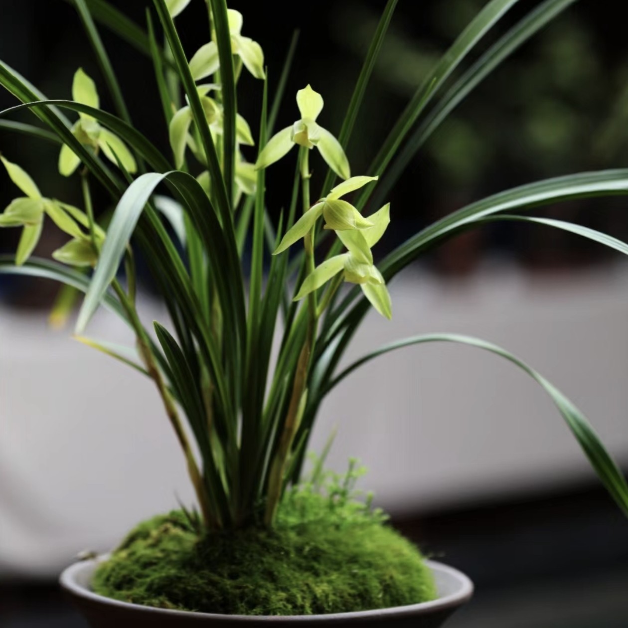 云南腾冲高山寒兰