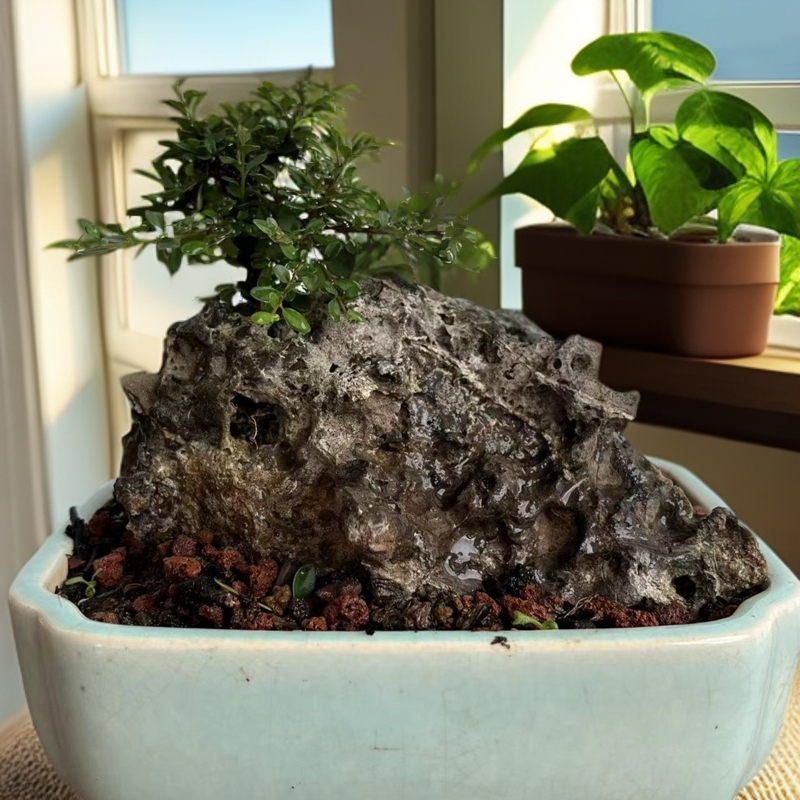 老鹰刺，铁马鞭天然符石盆景素材品种