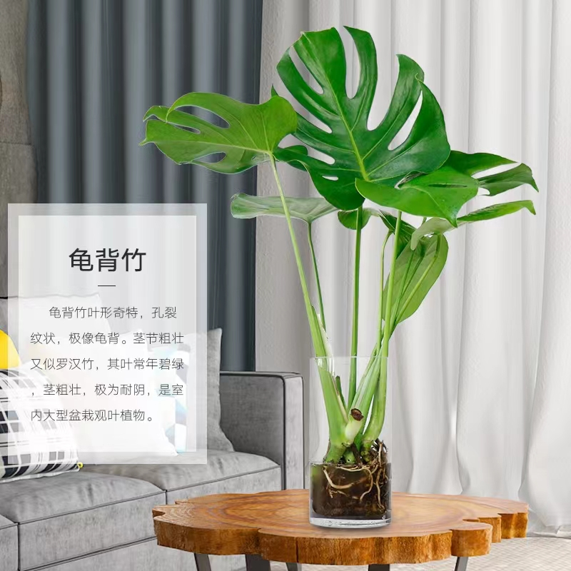 水培植物龟背竹室内大叶盆栽客厅四季好养耐阴绿植净化空气