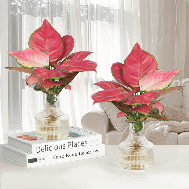 水培吉利红带玻璃瓶室内好养办公桌面绿植观叶美观鲜活植物