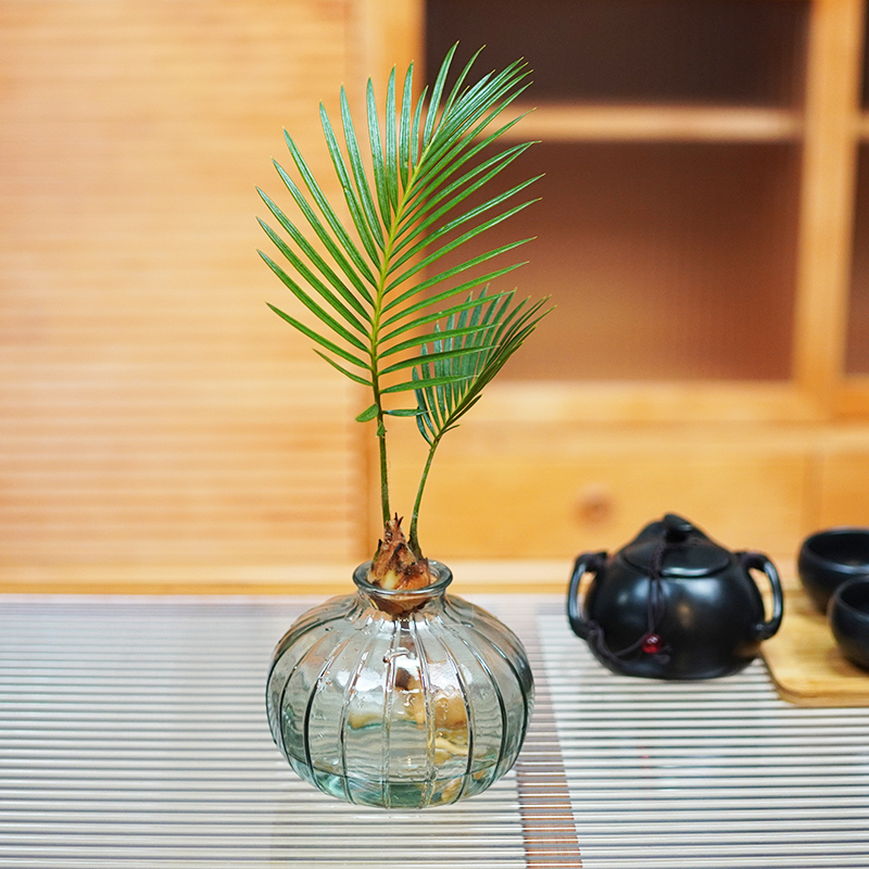 水培植物新宠铁树小盆栽盆景北欧桌面创意绿植水养花卉植物室内