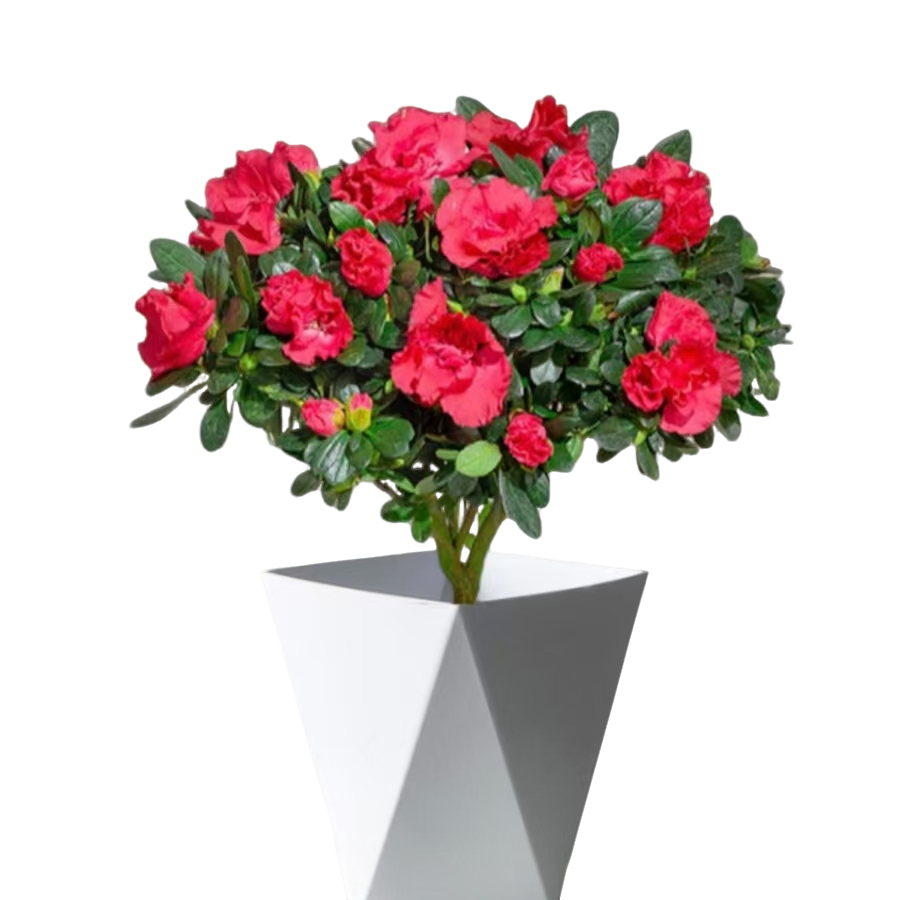 杜鹃花+菱形盆带花苞发货冠幅25厘米左右高度30-40厘米