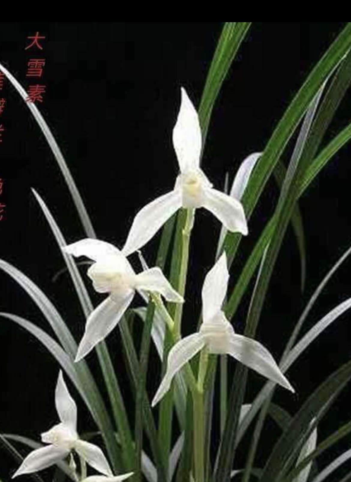 云南莲瓣兰一物一拍