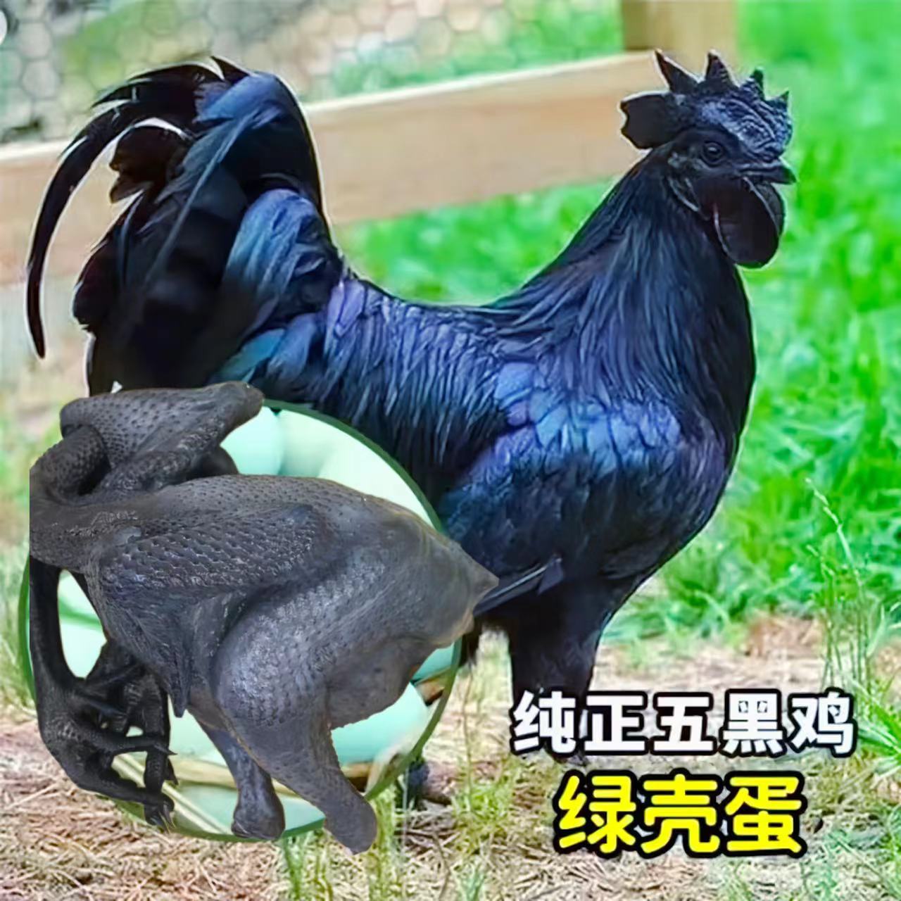 五黑鸡-发整鸡落地散冰鲜鸡肉嫩滑好吃顺丰发货