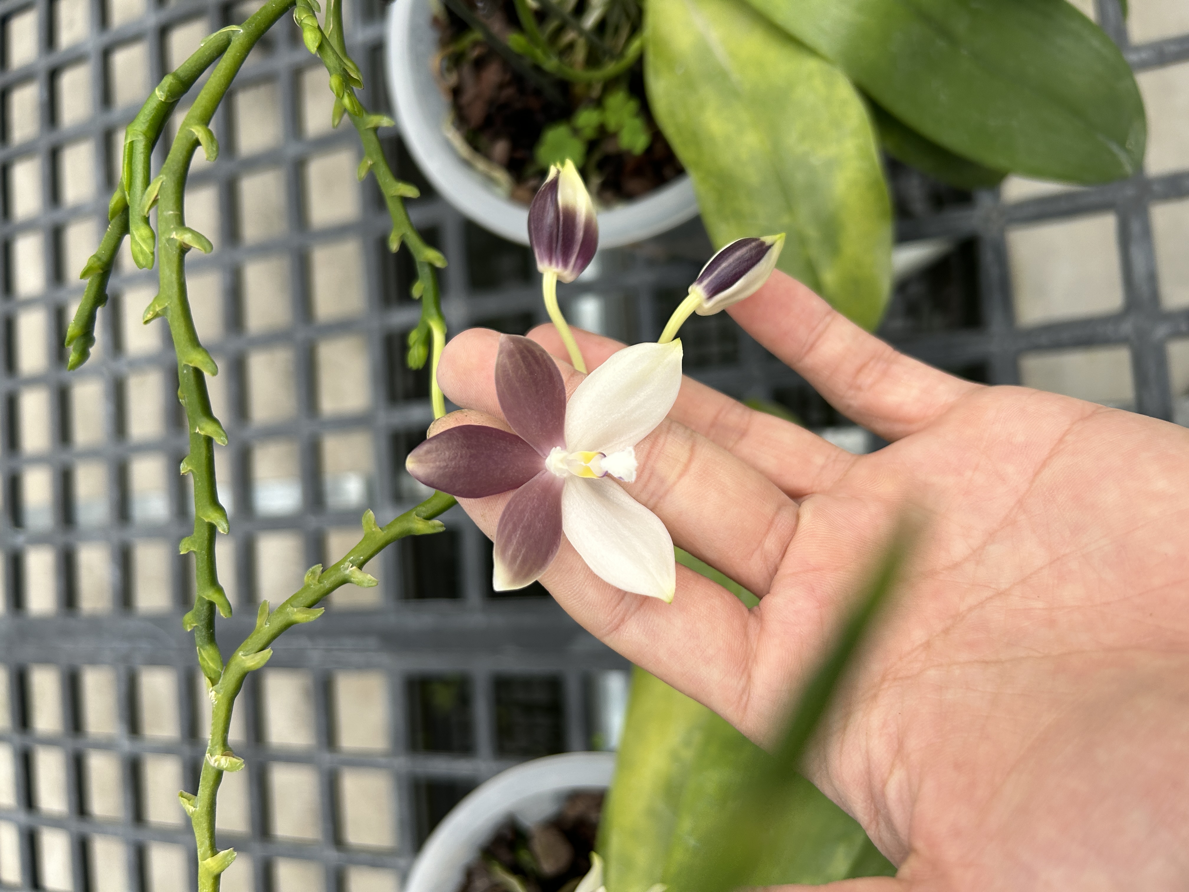 【盈收兰园】盾花美式 青山盆4.5寸 花苞株 鲜花绿植